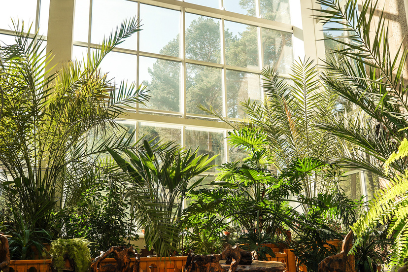 Green Plants in Botanical Garden Indoor. Window.
