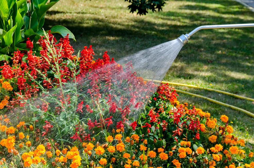 Watering Plants